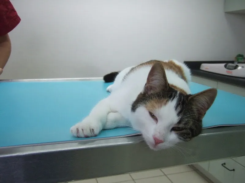 Kleintierpraxis Lindengarten — Vétérinaire, Kloten, Zurich. Foto 2