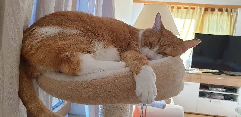 Kleintierpraxis Lindengarten — Vétérinaire, Kloten, Zurich. Foto 3