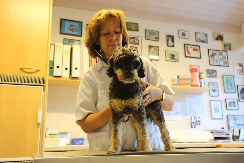 Kleintierpraxis PetMed AG — Tierarzt in Uster, Zürich. Bewertung 4.5/5.