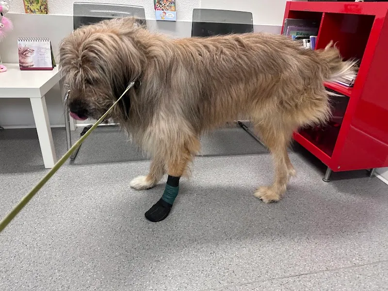 Kleintierpraxis Pfotenwohl Susanne Weiss med. vet. — Tierarzt in Zürich, Zürich. Bewertung 4.7/5.