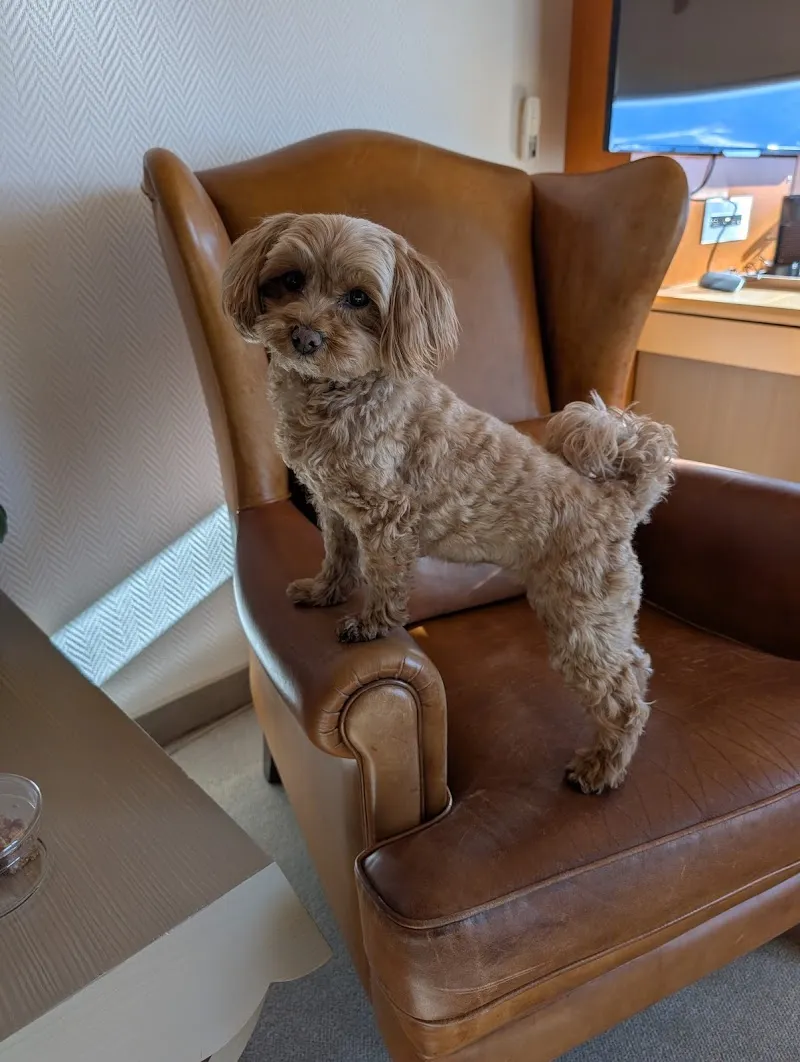 Kleintierpraxis Pfotenwohl Susanne Weiss med. vet. — Vétérinaire, Zürich, Zurich. Foto 3