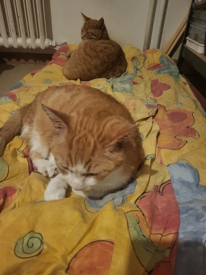 Kleintierpraxis Rapp — Tierarzt in Urdorf, Zürich. Bewertung 4.6/5.