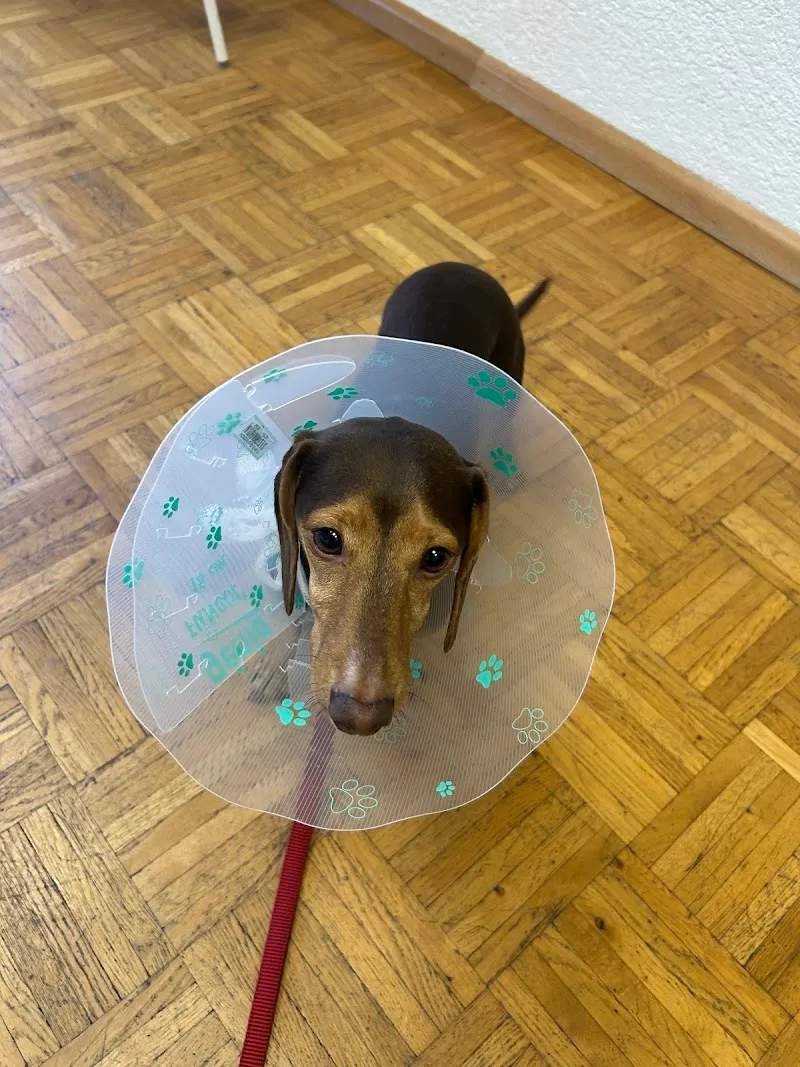 Kleintierpraxis Ruge — Tierarzt in Bergdietikon, Aargau. Bewertung 4.9/5.