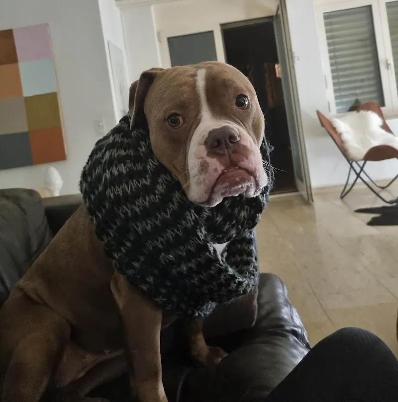 Kleintierpraxis Ruge — Tierarzt, Bergdietikon, Aargau. Foto 2