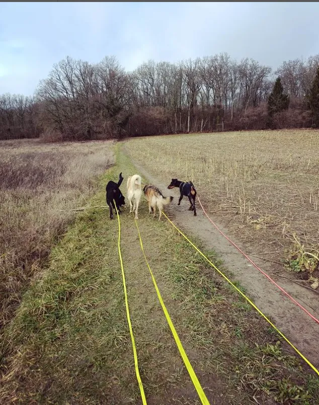 Caniscout — Katzenpension in Genève, Genf. Bewertung 5.0/5.