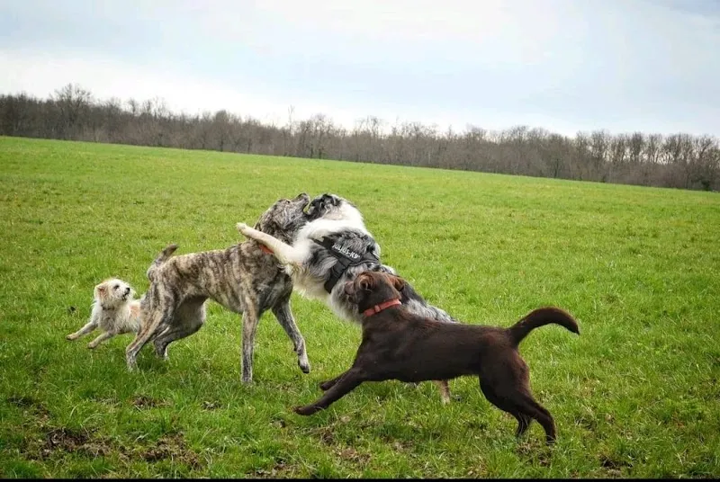 Caniscout — Katzenpension, Genève, Genf. Foto 2