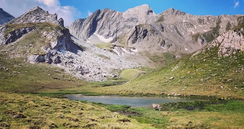 Caniscout — Katzenpension, Genève, Genf. Foto 3