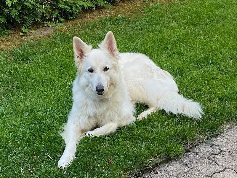 Kleintierpraxis Schwäntenmos — Tierarzt in Zumikon, Zürich. Bewertung 4.5/5.