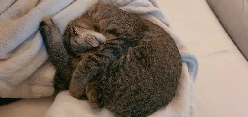 Kleintierpraxis Schwäntenmos — Vétérinaire, Zumikon, Zurich. Foto 3