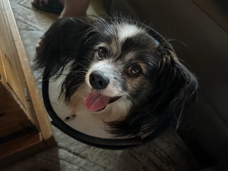 Kleintierpraxis Susi&Strolch — Tierarzt in Bonstetten, Zürich. Bewertung 4.7/5.