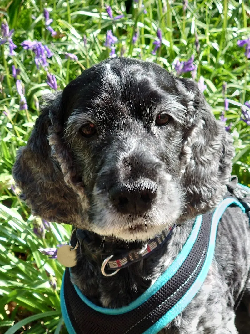 Kleintierpraxis Susi&Strolch — Vétérinaire, Bonstetten, Zurich. Foto 2