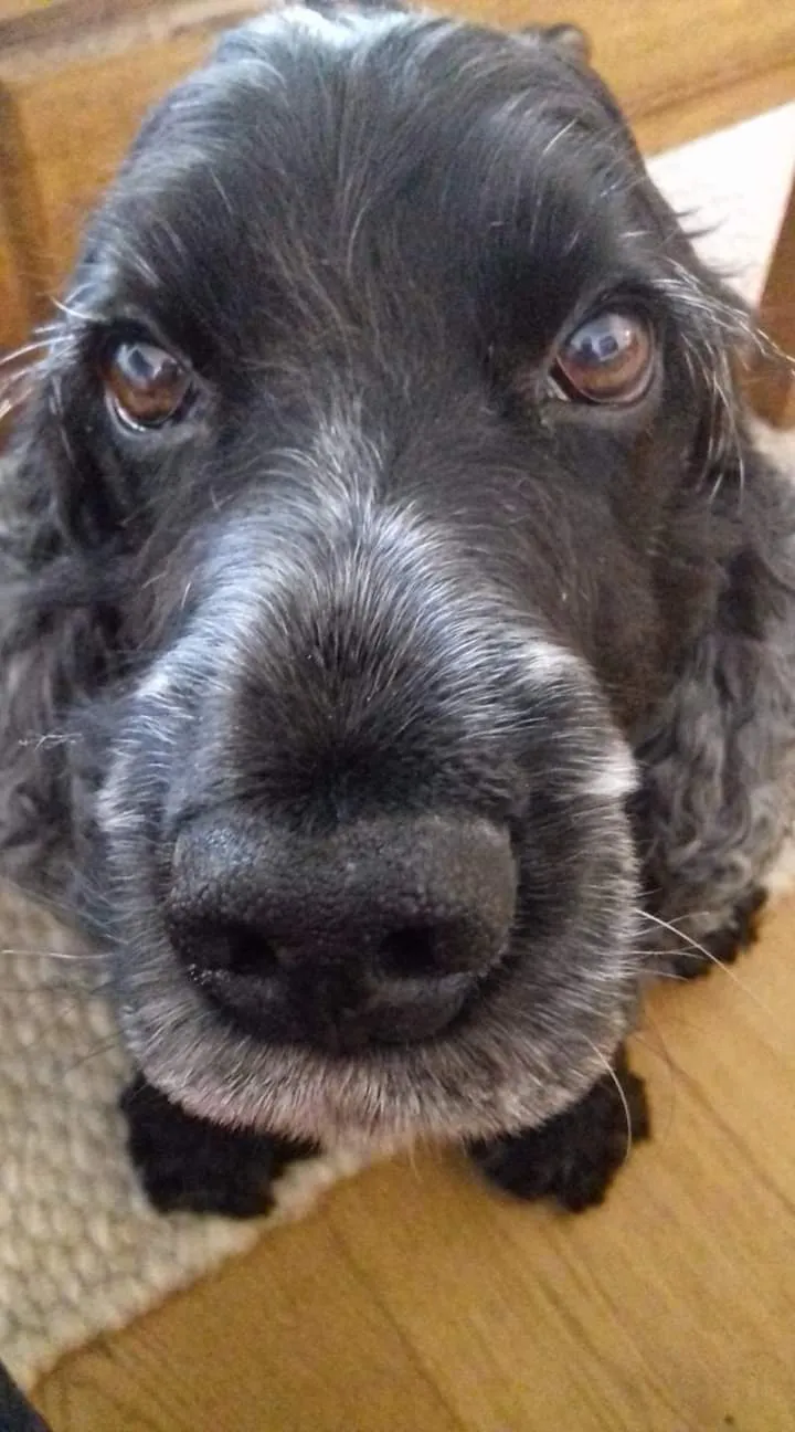 Kleintierpraxis Susi&Strolch — Vétérinaire, Bonstetten, Zurich. Foto 3