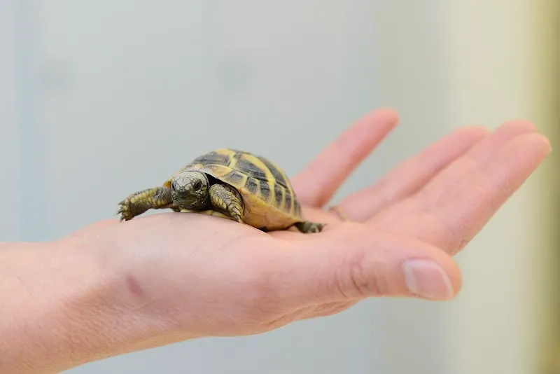 Kleintierpraxis Talgarten — Tierarzt, Rüti, Zürich. Foto 2