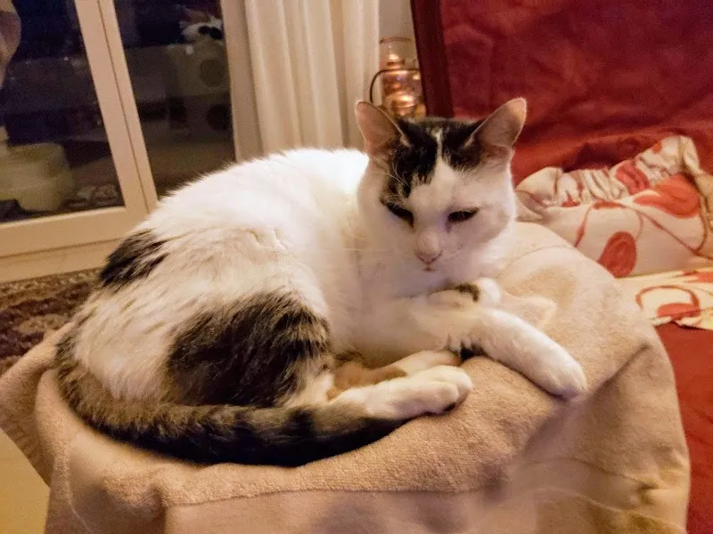 Kleintierpraxis Talgarten — Tierarzt, Rüti, Zürich. Foto 3