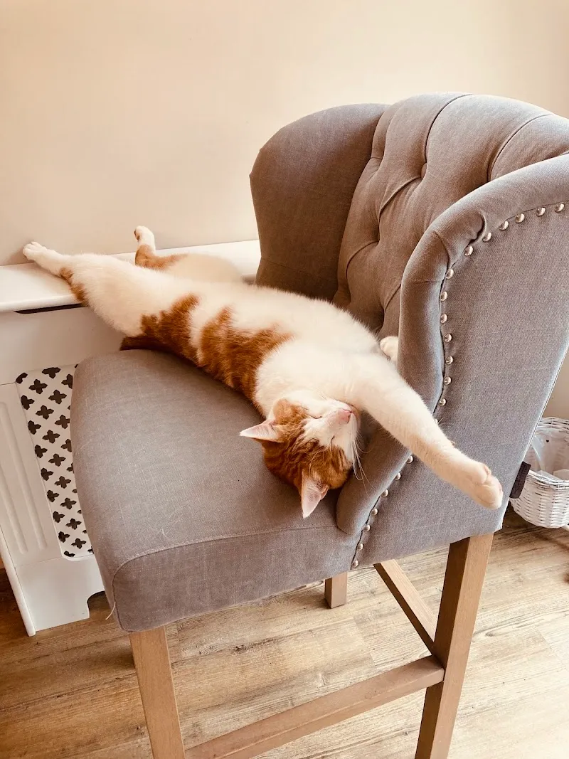 Kleintierpraxis Uetliberg — Veterinarian, Zürich, Zurich. Foto 3