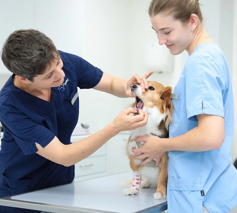 Kleintierpraxis Vivavet GmbH — Vétérinaire, Volketswil, Zurich. Foto 2