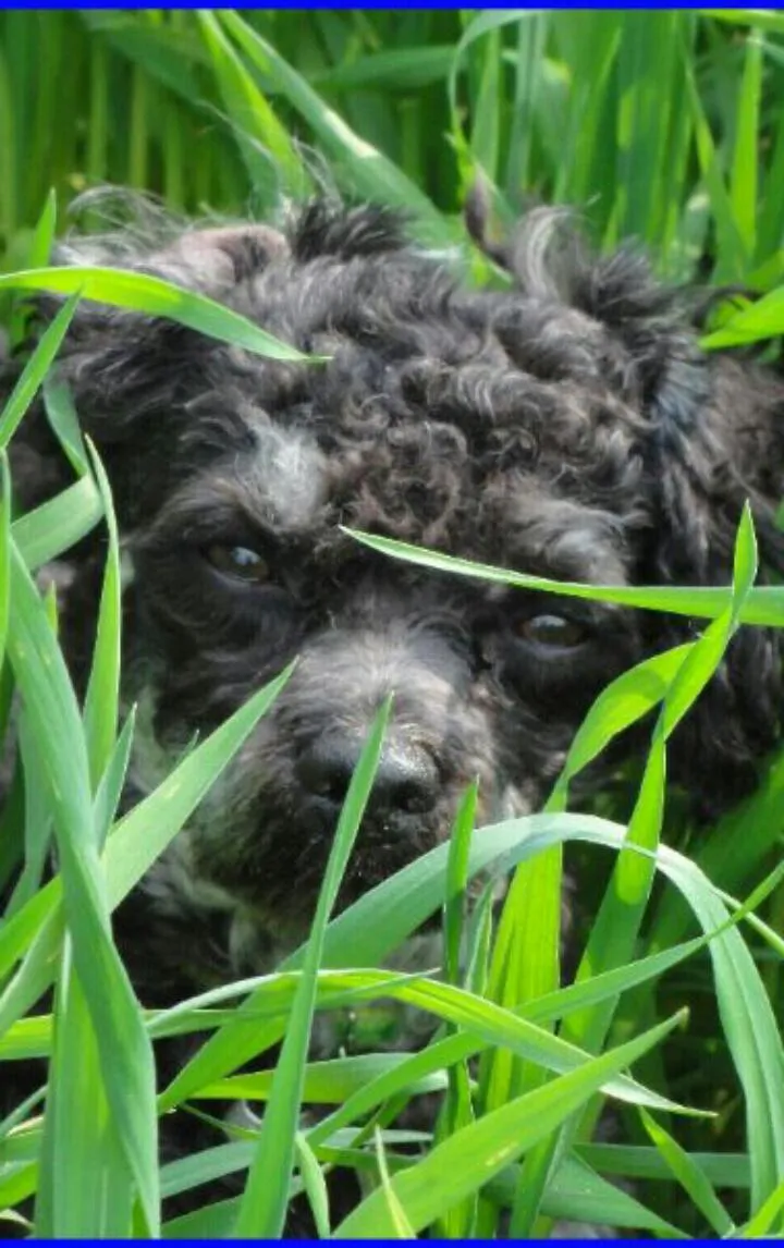 Kleintierpraxis Witikon AG, Dr. med. vet. Katja Rech — Tierarzt in Zürich, Zürich. Bewertung 4.7/5.