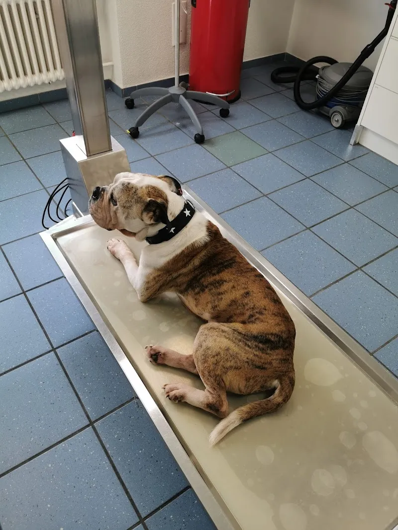 Kleintierpraxis Zentrum AG — Veterinarian, Dietlikon, Zurich. Foto 2