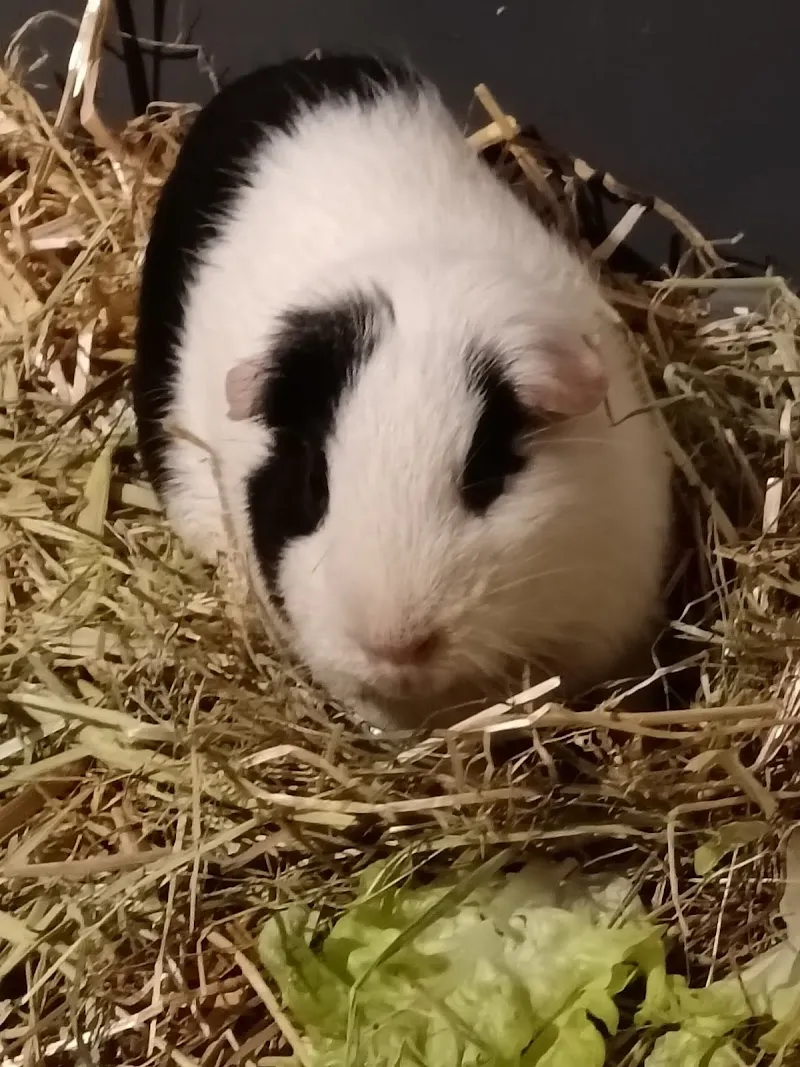 Kleintierpraxis Zentrum AG — Veterinarian, Dietlikon, Zurich. Foto 3