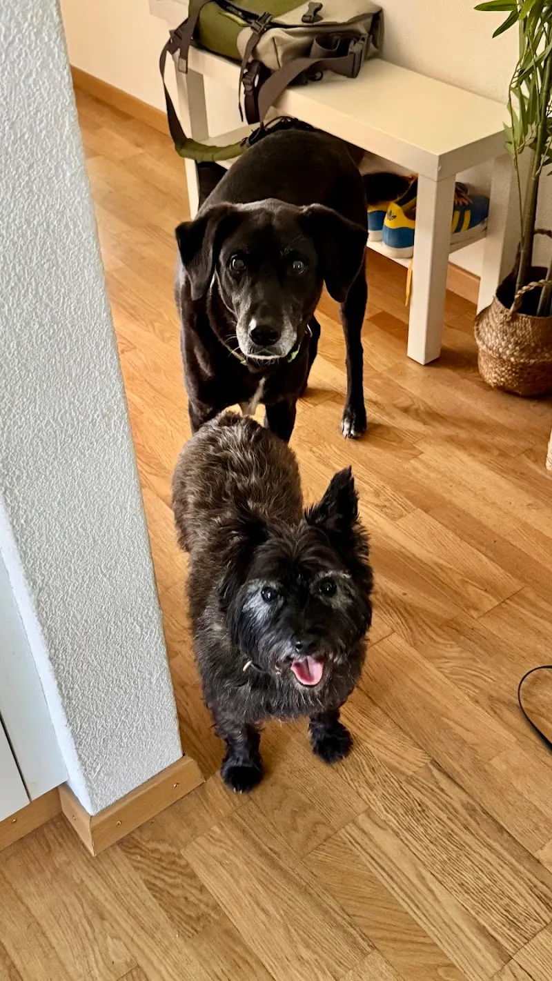 Kleintierpraxis am Rosenberg — Tierarzt in Wallisellen, Zürich. Bewertung 4.9/5.