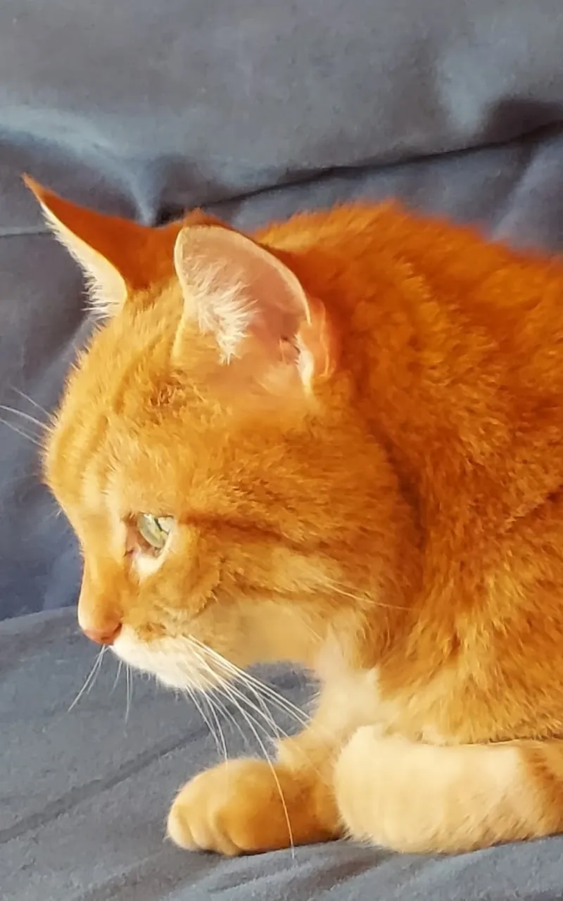 Kleintierpraxis am Rosenberg — Vétérinaire, Wallisellen, Zurich. Foto 2