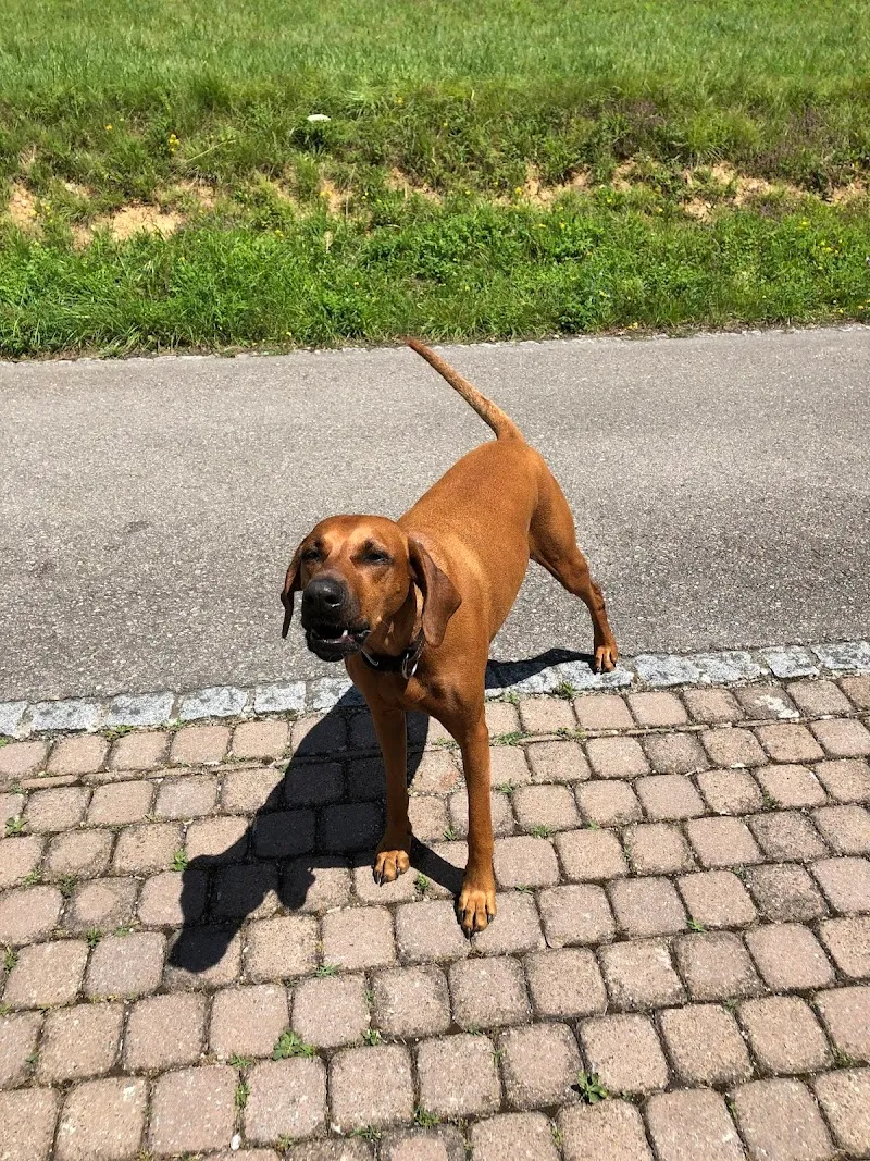 Kleintierpraxis am Rosenberg — Vétérinaire, Wallisellen, Zurich. Foto 3