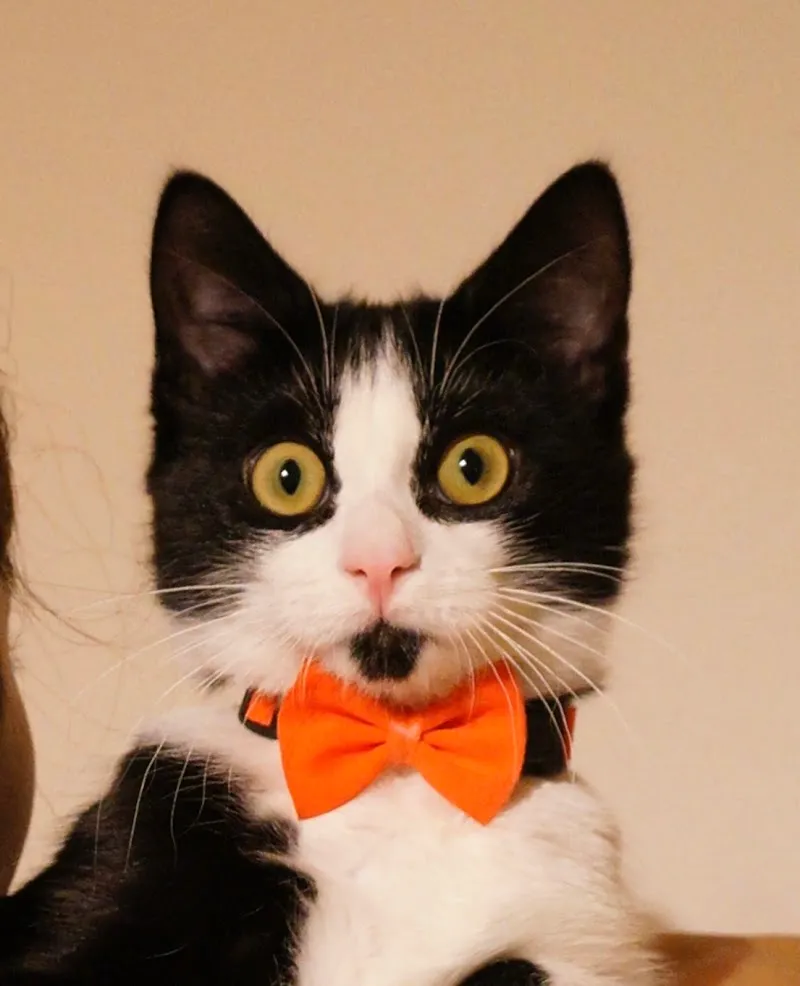 Kleintierpraxis med. vet. Andrea Greuter — Tierarzt in Kloten, Zürich. Bewertung 4.9/5.