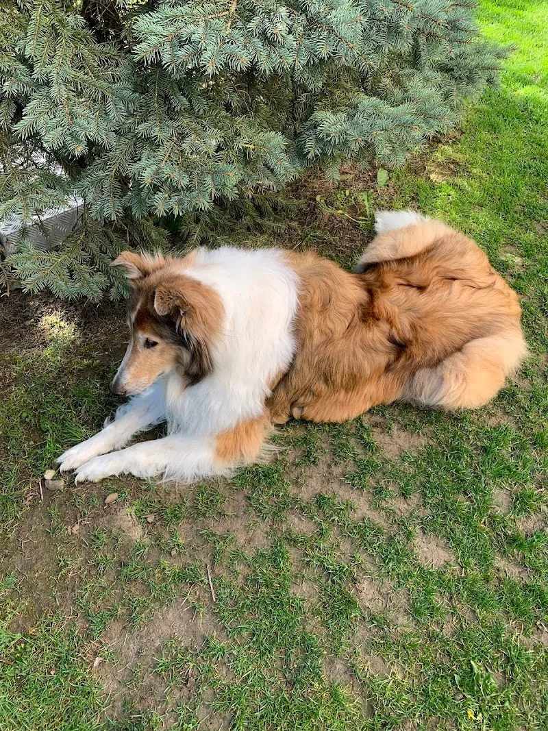 Kleintierpraxis med. vet. Andrea Greuter — Tierarzt, Kloten, Zürich. Foto 2