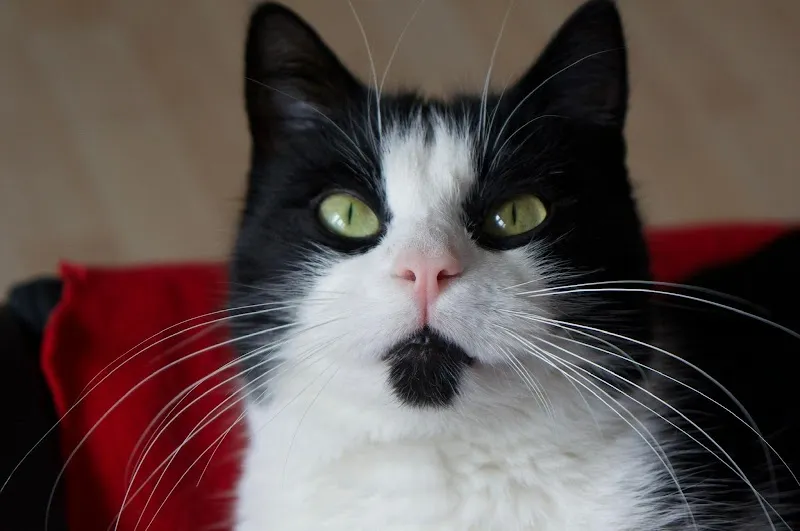 Kleintierpraxis med. vet. Andrea Greuter — Tierarzt, Kloten, Zürich. Foto 3