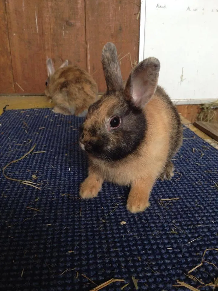 Kleintierpraxis mit Herz GmbH — Veterinarian, Seuzach, Zurich. Foto 3