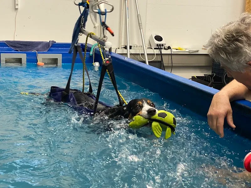 Kynofit AG — Service animalier, Illnau-Effretikon, Zurich. Foto 2