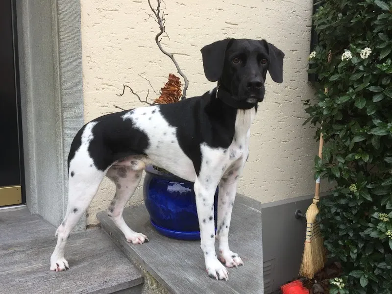 LUNA Tierhomöopathie Winterthur — Tierarzt in Winterthur, Zürich. Bewertung 5.0/5.