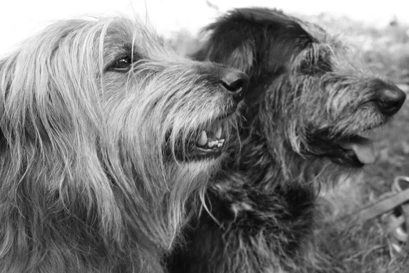 LUNA Tierhomöopathie Winterthur — Vétérinaire, Winterthur, Zurich. Foto 2