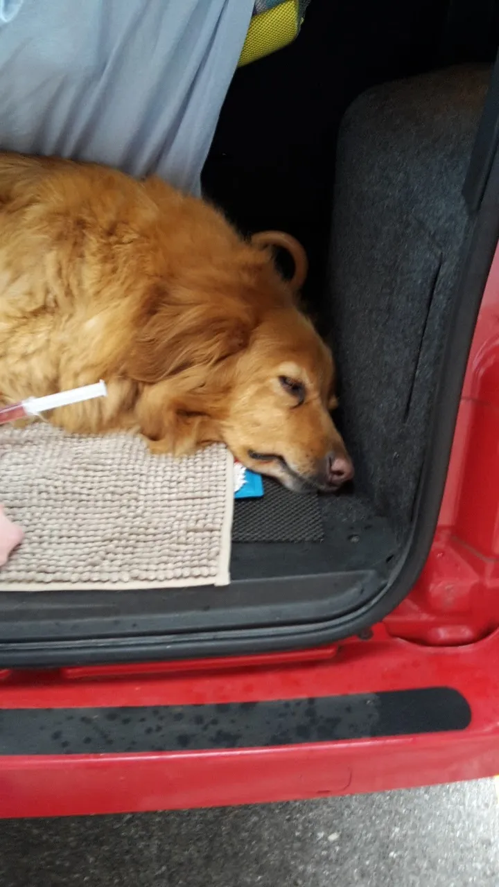 MeikoVet Kleintierpraxis Hinwil — Tierarzt, Hinwil, Zürich. Foto 3