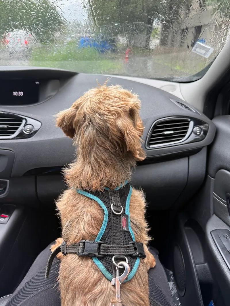 Ch Pet Life — Katzenpension in Genève, Genf. Bewertung 5.0/5.