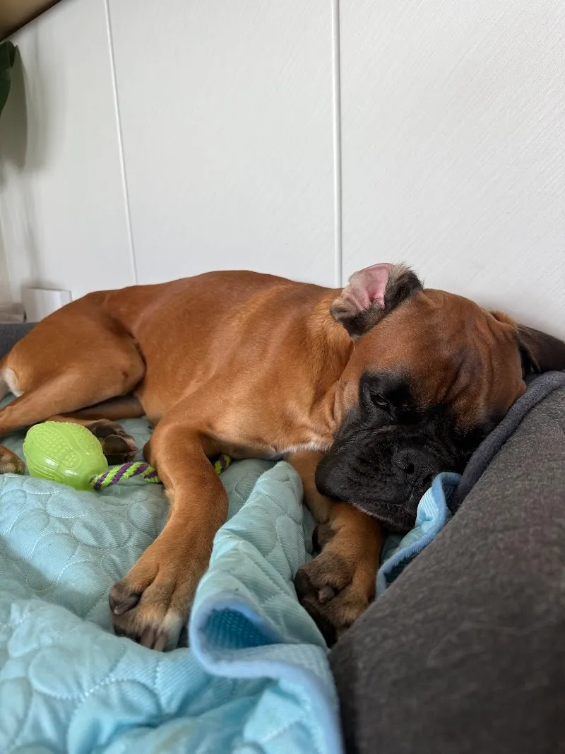 Ch Pet Life — Katzenpension, Genève, Genf. Foto 2