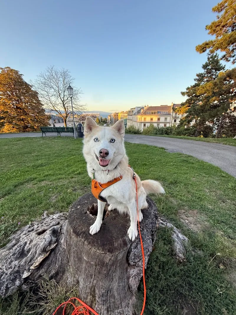 Ch Pet Life — Katzenpension, Genève, Genf. Foto 3