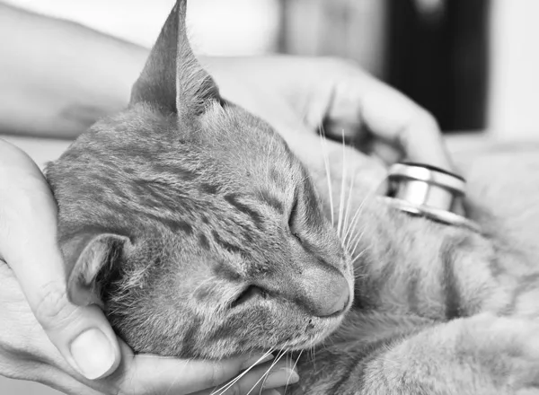 Mobile Tierarztpraxis Huber — Tierarzt in Berikon, Aargau. Bewertung 4.9/5.