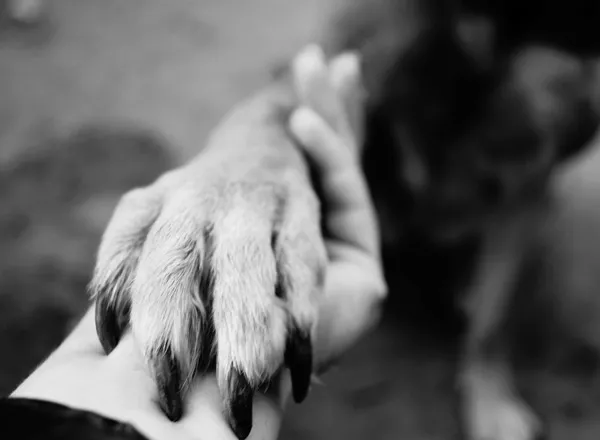 Mobile Tierarztpraxis Huber — Vétérinaire, Berikon, Argovie. Foto 2