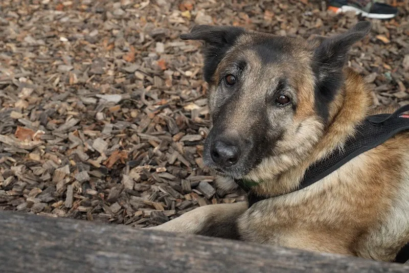 Mobile Tierarztpraxis Huber — Vétérinaire, Berikon, Argovie. Foto 3