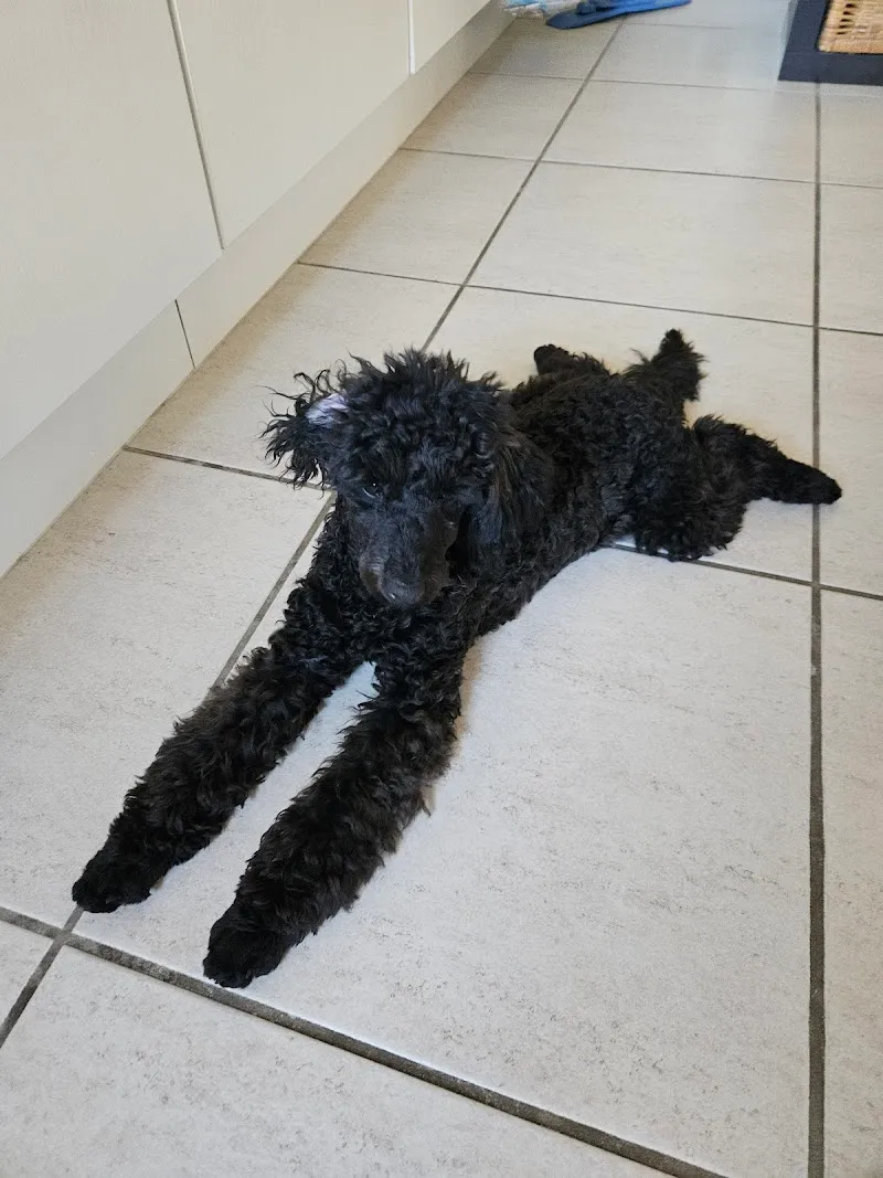 Mrs. Dr. Esther Burri Tierarzt — Vétérinaire, Oberrieden, Zurich. Foto 3