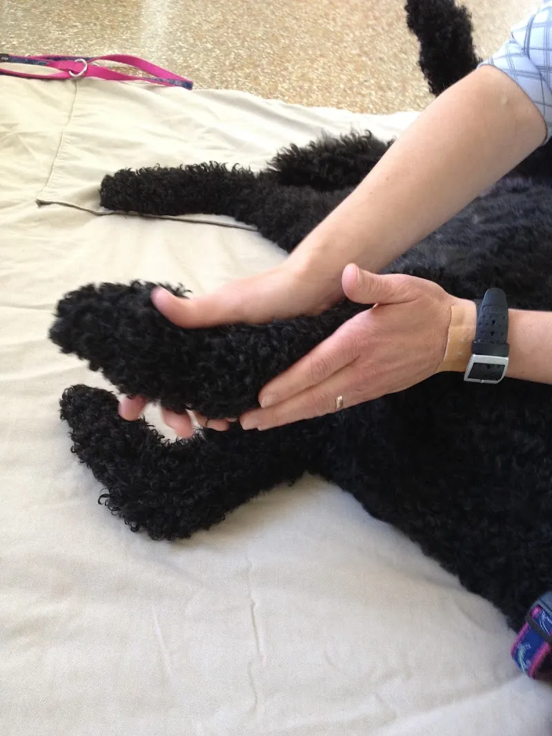 Pfotenballett — Tierdienste in Buchs, Zürich. Bewertung 5.0/5.