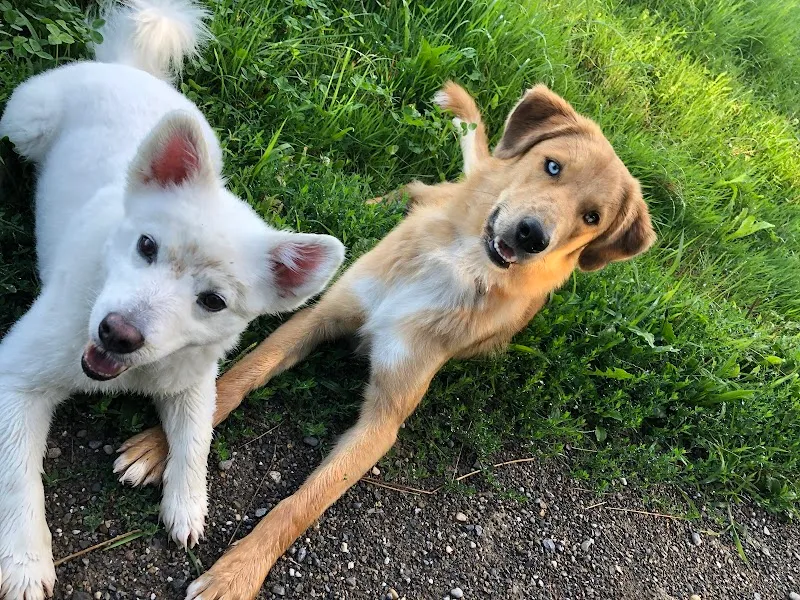 Praxis für Tierakupunktur — Tierarzt in Adliswil, Zürich. Bewertung 5.0/5.