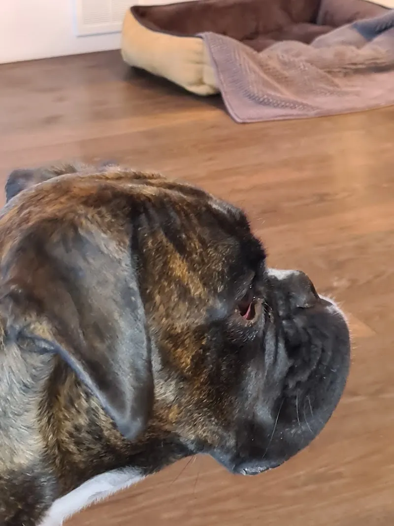 Th. Demarmels — Tierarzt in Dietlikon, Zürich. Bewertung 4.8/5.