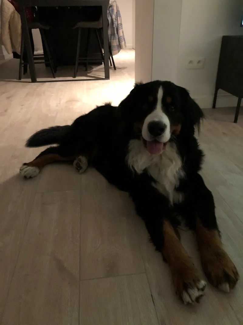 Tierarztpraxis Dr. U. Wetli — Tierarzt in Mettmenstetten, Zürich. Bewertung 4.9/5.