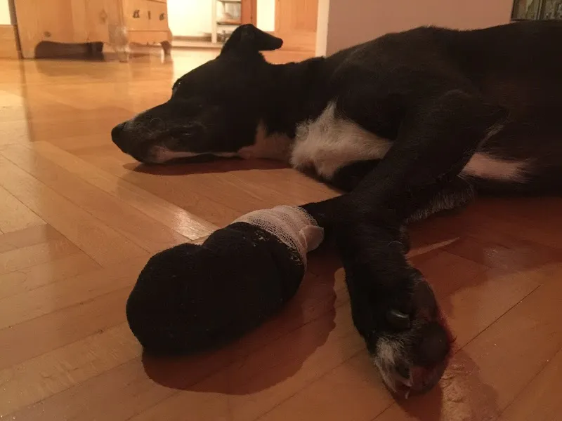 Tierarztpraxis Dr. U. Wetli — Veterinarian, Mettmenstetten, Zurich. Foto 2