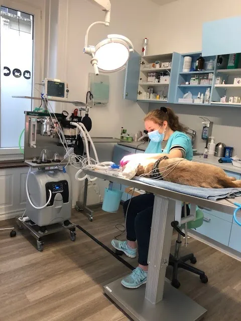 Tierarztpraxis Enge — Veterinarian, Zürich, Zurich. Foto 3