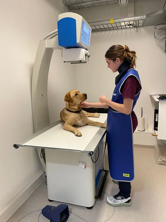 Tierarztpraxis Gull — Veterinarian, Uetikon am See, Zurich. Foto 3