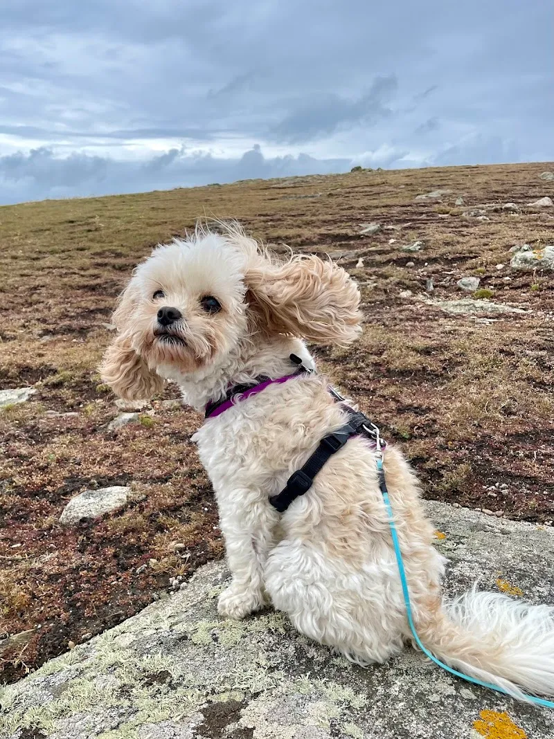 Tierarztpraxis Kamber — Vétérinaire, Wermatswil, Zurich. Foto 2
