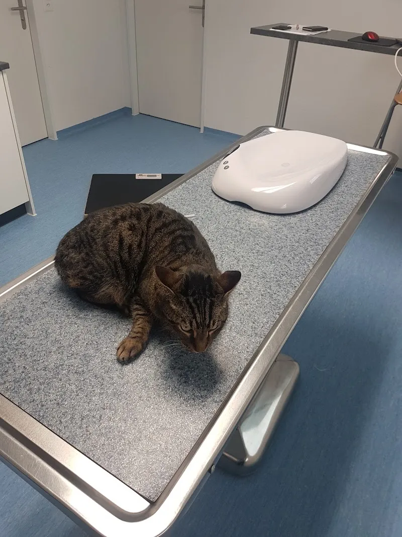 Tierarztpraxis Kemper — Vétérinaire, Unterlunkhofen, Argovie. Foto 2